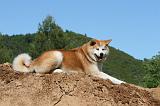 AKITA INU 443